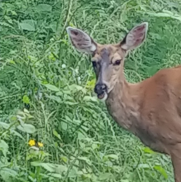 Meet your Posher, Susan - Picture 1 of 1